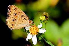 Pansy, Peacock. Junonia almana javana. Pesolek Merak.-19.4.21-.3N2A1091.rs_.1