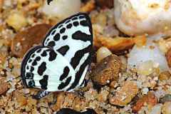 Pierrot, Banded Blue. Discolampa ethion thalimar. Itamputih-jalur Biru. 15.5.10 .IMG_9585.web_