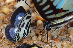 Pierrot, Banded Blue. Discolampa ethion thalimar.  Itamputih-jalur Biru. Male..IMG_9587.web.1