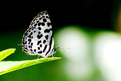 Pierrot, Common. Castalius rosimon rosimon.  Itamputih-jalur.20.2.29-.-3N2A5247rs.1