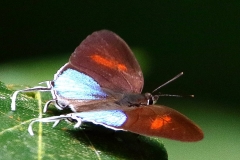 Posy, Common. Drupadia ravindra moorei. Jambak. Male.3N2A3711.web