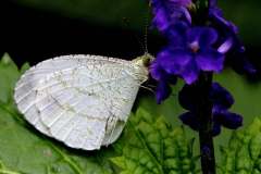 Psyche. Leptosia nina malayana. Undan.IMG_9675rs.1