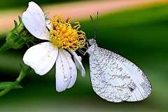 Psyche. Leptosia nina malayana. Undan. 23.7.6.9O0A5892.web_