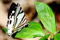 Punch, White. Dodona deodata anu. Sattar Putih. Male.IMG_0433.web.1