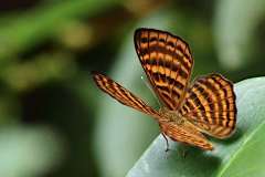 Punchinello, Malay. Zemeros emesoides emesoides. Pelawak Melayu