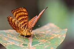 Punchinello, Malay. Zemeros emesoides emesoides. Pelawak Melayu