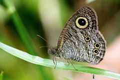 Ring, Common Five-. Ypthima newboldi. Bulatan Lima.-IMG_4343rs.1