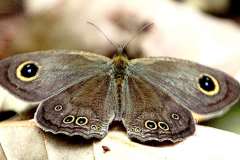 Ring, Common Five-. Ypthima newboldi. Bulatan Lima. 13.2.6.IMG_4637rs.1