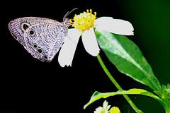Ring, Common Four-. Ypthima huebneri. Bulatan Empat.-19.12.21-.3N2A3957.1