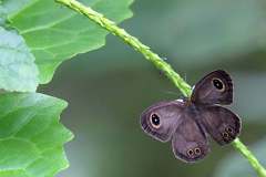 Ring, Malayan Five. Ypthima horsfieldii humei. Male.