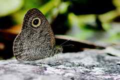 Ring, Malayan Five. Ypthima horsfieldii humei. Bulatan Lima Malaya. Male