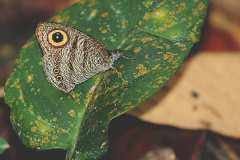 Ring, Malayan Six-. Ypthima fasciata torone. Bulatan Enam Malaya. 22.10.17.3N2A3960.web_