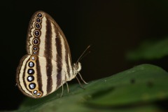 Ringlet, Striped. Ragadia makuta siponta. Gelung Belang. 22.8.6.3N2A2799.web_