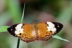 Rustic. Cupha erymanthis lotis. Desa