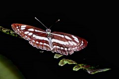 Sailor, Common. Neptis hylas papaja. Pelayar. img_4337rs