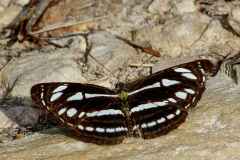 Sailor, Clear. Neptis clinia leuconata. Pelayar Jelas. 22.7.20 .3N2A2304.web_