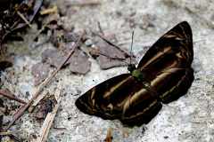 Sailor, Dark Dingy. Neptis ilira cindia. Pelayar Comot Gelap. 22.9.12.3N2A3196-1.web_