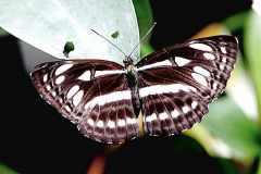 Sailor (or Sailer), Short Banded. Phaedyma columella singa.Pelayar Jalur Pendek. Male