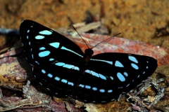 Sailor, Spotted. Neptis magadha charon. Pelayar Tompok. 23.4.27 .9O0A4989-2