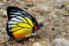 Sawtooth, Redspot. Prioneris philonome themana. Takau Tompok-merah. 22.6.26.3N2A1676.web_