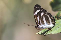 Sergeant, Colour .Athyma nefte subrata. Sarjan Warna. Male