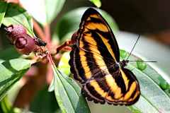 Sergeant, Colour .Athyma nefte subrata f. neftina. Sarjan Warna jenis neftina. Female