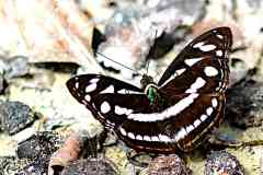 Sergeant, Great. Athyma larymna siamensis. Sarjan Besar. 21.10.7 .3N2A0039.web_