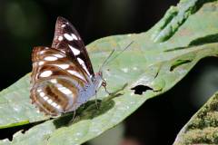 Sergeant, Great. Athyma larymna siamensis. Sarjan Besar. 21.10.7 .3N2A0055.web_