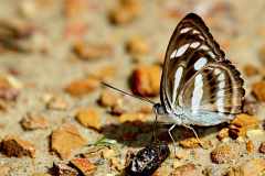 Sergeant, Lance. Athyma pravara helma. Sarjan Pemangku 
