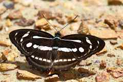 Sergeant, Lance. Athyma pravara helma. Sarjan Pemangku 