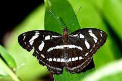 Sergeant, Lesser Cell-streaked. Athyma matanga. Sarjan Coret-sel Kecil. 24.8.28.9O0A9969.web_