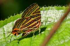 Silverline, Long Banded. Spindasis lohita senama. Barisperak Jalur-panjang. Female.IMG_0164rs.1