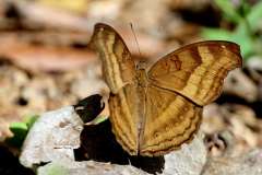 Soldier, Chocolate. Junonia iphita horsfieldi. Pesolek Askar Coklat.13.2.19.IMG_6458rs.1