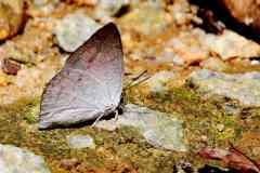 Sunbeam, Bright. Curetis bulis stigmata. Sinarsuria Terang.13.7.2.IMG_2802.web_