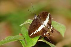 Swallowtail, Banded. Papilio demolion demolion. Kekupu Ekorlayang Jalur. Male