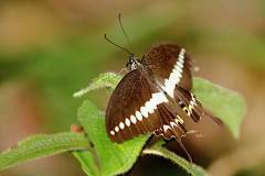 Swallowtail, Banded. Papilio demolion demolion. Ceria Ekorlayang Jalur. Male