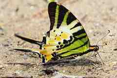 Swordtail, Fivebar. Graphium antiphates alcibiades. Riang Pedang Jalurlima. 13.1.26.IMG_2818.1