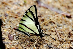 Swordtail, Fourbar. Graphium agetes iponus. Riang Ekorpedang empatjalur. IMG_2728.web.1