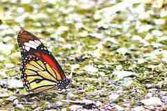 Tiger, Common. Danaus genutia genutia-f.intermedius. Rimau -f.intermedius. Male. 17.8.14.3N2A7168rs.2.web_