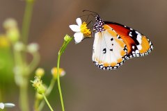 Tiger, Plain. Danaus chrysippus chrysippus. Rimau Dataran.3N2A5447