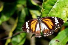 Tiger, Swamp (or Malay). Danaus affinis malayanus.. Rimau bakau .14.10.22.IMG_1768web