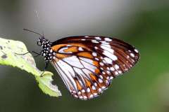 Tiger, Swamp (or Malay). Danaus affinis malayanus.. Rimau Bakau .14.10.22.IMG_1768web.