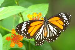 Tiger, White (or Black-veined). Danaus melanippus hegesippus. Rimau Putih. Male.-.3N2A3318web.1