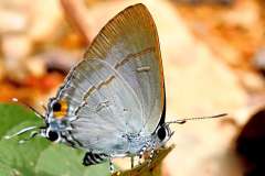 Tit, Common. Hypolycaena erylus teatus. Ciak. 13.10.12 .IMG_2055.bk_.web_