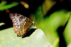 Viscount, Long-lined. Tanaecia palguna consanguinea. Orangkaya Baris-panjang. 22.3.28.3N2A0546.web_