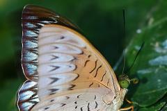 Viscount, Malay. Tanaecia pelea pelea. Orangkaya Melayu. Male. 23.3.16.9O0A4627.web