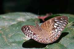 Viscount, Short-banded. Tanaceia aruna aruna. Orangkaya Jalur-pendek. Male. 24.7.27.9O0A9724.web_