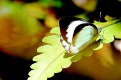 White, Forest. Udaiana cynis cynis. Kedidi Rimba.20.8.13-.3N2A6848web.1