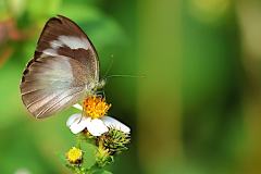 White, Forest. Udaiana cynis cynis. Kedidi Rimba. Female. 23.8.7.9O0A7079-1.web_