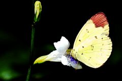 Yellow, Chocolate Grass. Eurema sari sodalis. Kuning-rumput Coklat